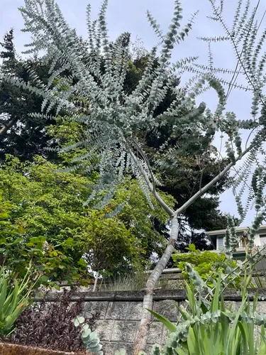 Silver-leaved mountain gum