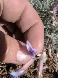 Cobblestone Milkvetch thumbnail 4