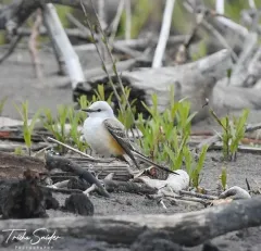 Scissor-tailed Flycatcher thumbnail 4