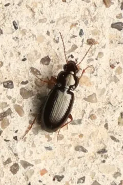 Bembidion obtusum thumbnail 4