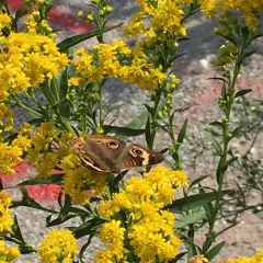 Common Buckeye thumbnail 4