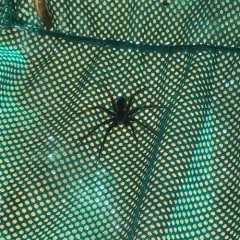 Banded Fishing Spider thumbnail 4