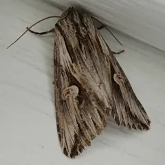 Gray Half-Spot thumbnail 3