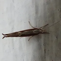 Honeysuckle Moth thumbnail 4