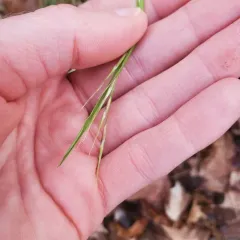 purple oat thumbnail 4