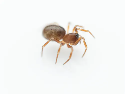 Tapinocyba dietrichi