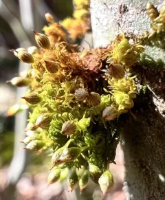 Elegant Bristle-moss thumbnail 4
