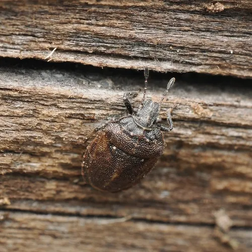 Amaurochrous brevitylus