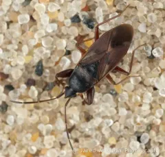 Eremocoris depressus thumbnail 2