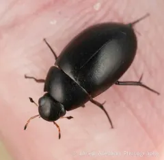 Tropisternus mixtus thumbnail 3