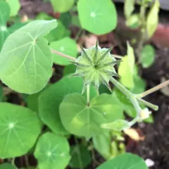 velvetleaf thumbnail 3