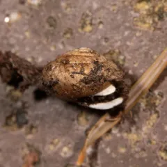 Pygmy Oregonian thumbnail 4