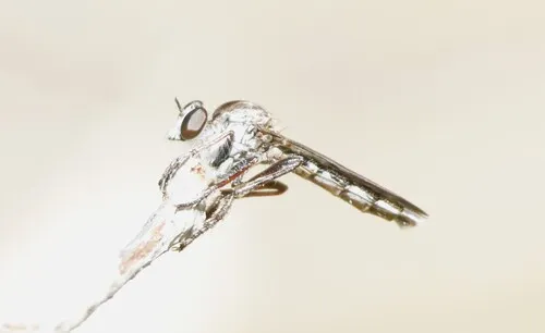 Nicocles canadensis