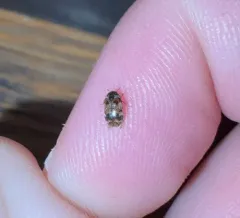Tricolored Carpet Beetle thumbnail 2