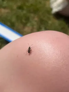 coastal groundbug thumbnail 1