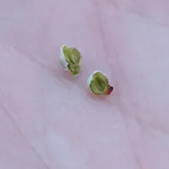 Rhopalomyia hirtibulla thumbnail 3