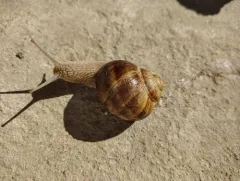 Turkish Snail thumbnail 3