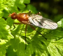 Paradryomyza setosa thumbnail 4