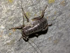 Buckell's Grig thumbnail 4