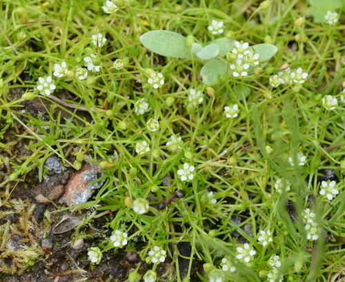 Alpine Pearlwort