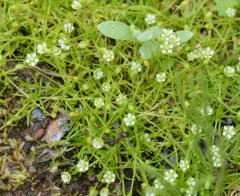 Alpine Pearlwort thumbnail 1