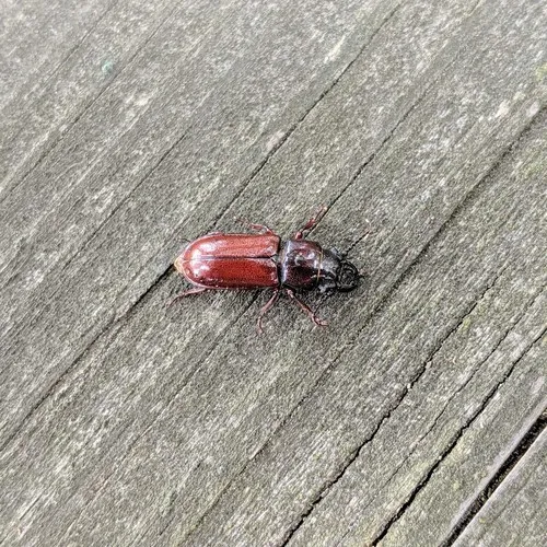 Parandra polita