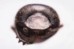 Onthophagus pennsylvanicus thumbnail 1