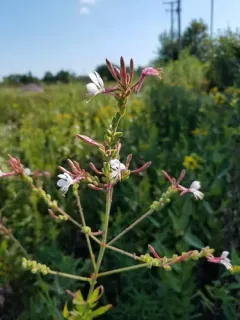 Longflower Beeblossom thumbnail 4