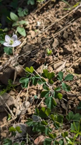 Western False Rue Anemone