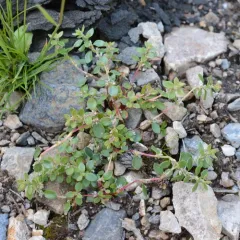 broadleaf knotweed thumbnail 4