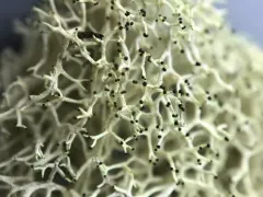 Dixie Reindeer Lichen thumbnail 3