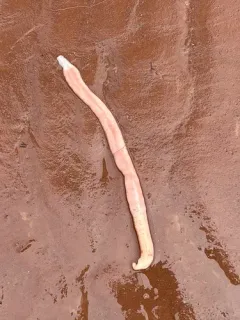Flesh-colored Ribbon Worm thumbnail 3