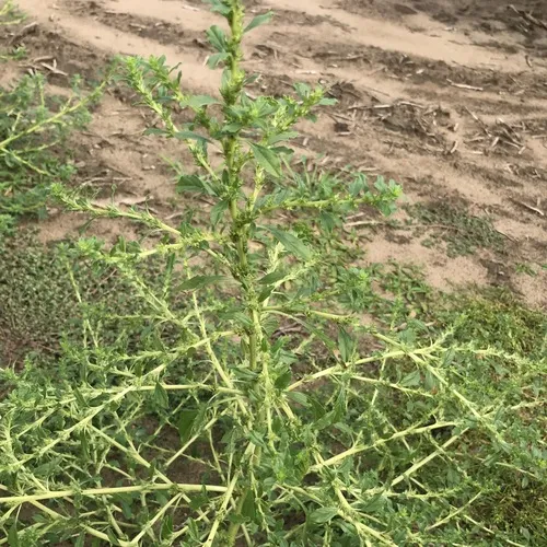 prostrate pigweed