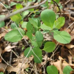 Grape Honeysuckle thumbnail 4