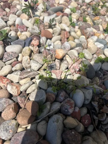 lesser chickweed