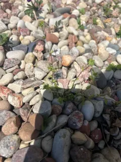 lesser chickweed thumbnail 1