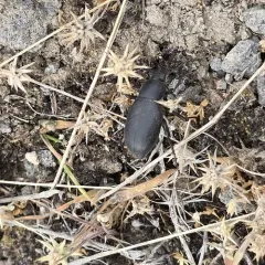 Extricated Darkling Beetle thumbnail 3
