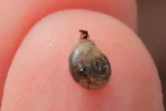 Northwest Striate thumbnail 3