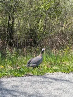 Helmeted Guineafowl thumbnail 3