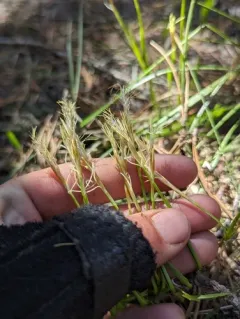 Geyer's sedge thumbnail 3
