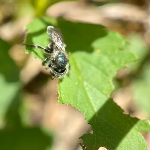 Osmia pumila