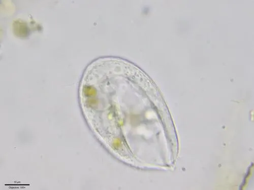 Lembadion lucens