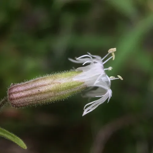 Oregon Campion