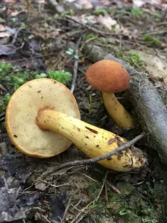 Roxane's bolete thumbnail 2