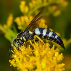 Four-banded Stink Bug Wasp thumbnail 4