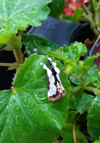 Eudryas brevipennis