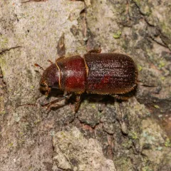Red Turpentine Beetle thumbnail 4