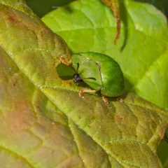 Green Tortoise Beetle thumbnail 2