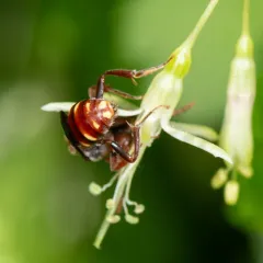 Spotted Nomad Bee thumbnail 4