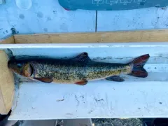 Lost River Sucker thumbnail 3